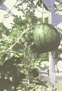 melone