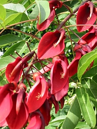 Kbelpflanzen im Gewchshaus berwintern - z. B. Erythrina