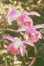 Orchideen (Pleione) im Gew�chshaus