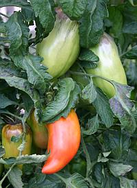 Tomaten im Gewächshaus - Sorte 'Andine Cornue'