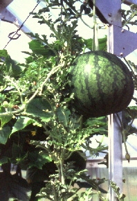 Gewchshaus fr den Gemseanbau - Melone